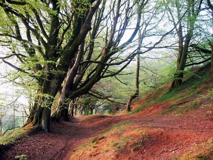 Photograph of The ancient woods at Dumpton Hill, Devon.