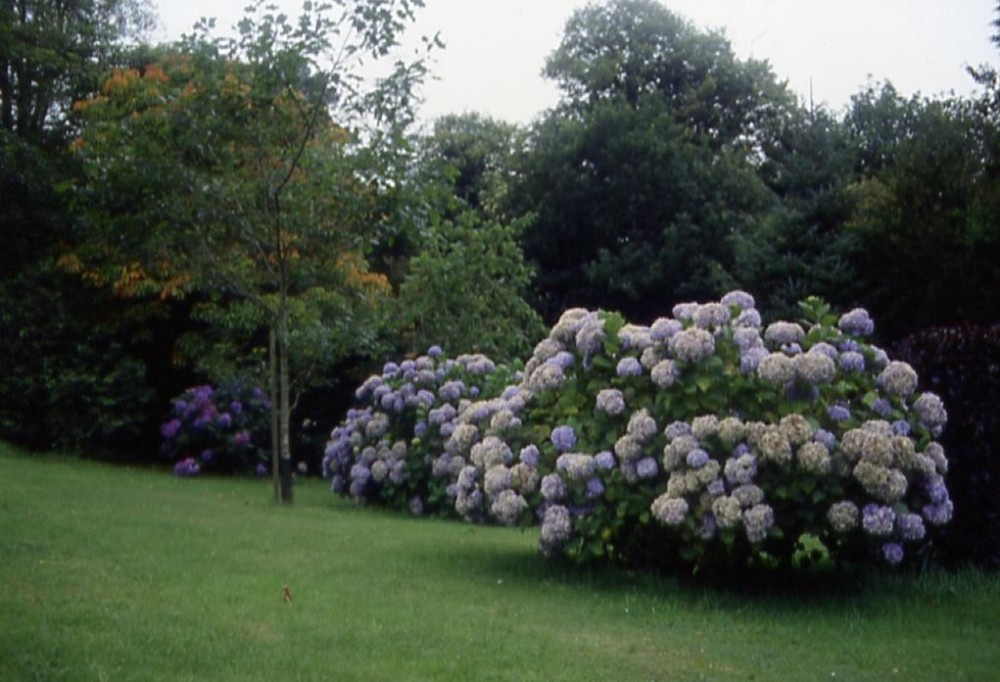 A picture of Trewithen Gardens - Cornwall photo by Erika