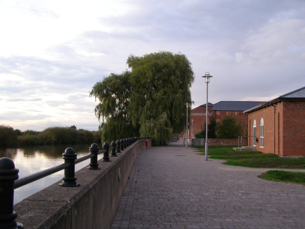 Tree on riverside Walk in Gainsborough, Lincolnshire