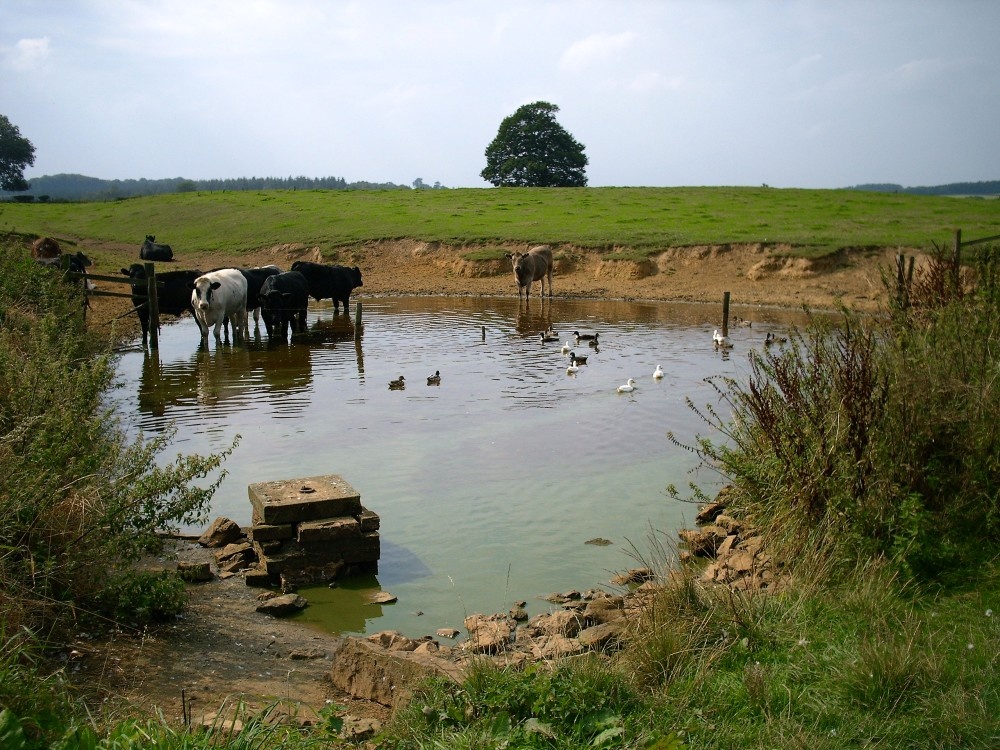 Farm pond at Scackleton, North Yorkshire