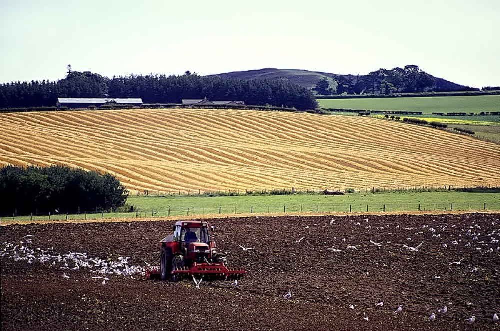 Seagulls follow the plough near Powburn, Northumberland