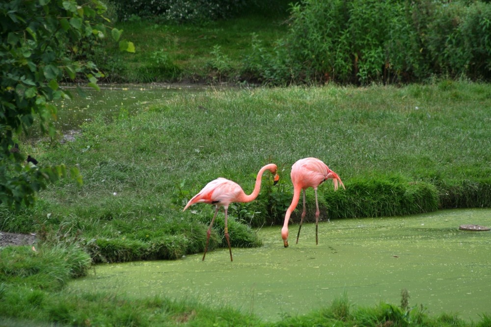 Photograph of Flamingo, Marwell Zoo, Hampshire