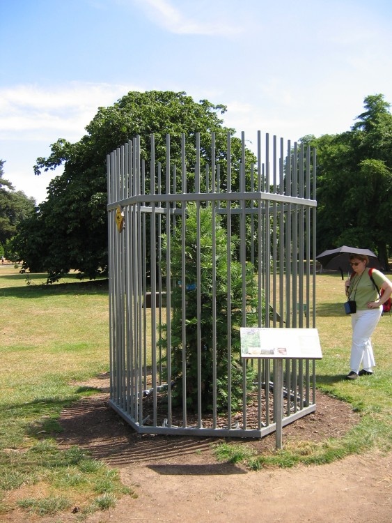 Kew Royal Botanical Gardens. August 2006. Imprisoned tree.