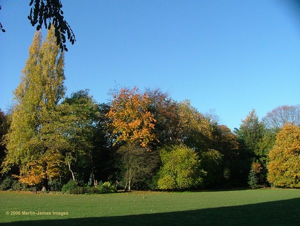 Rear lawn and woods in autumn at Holland Park, London. photo by Martin-James