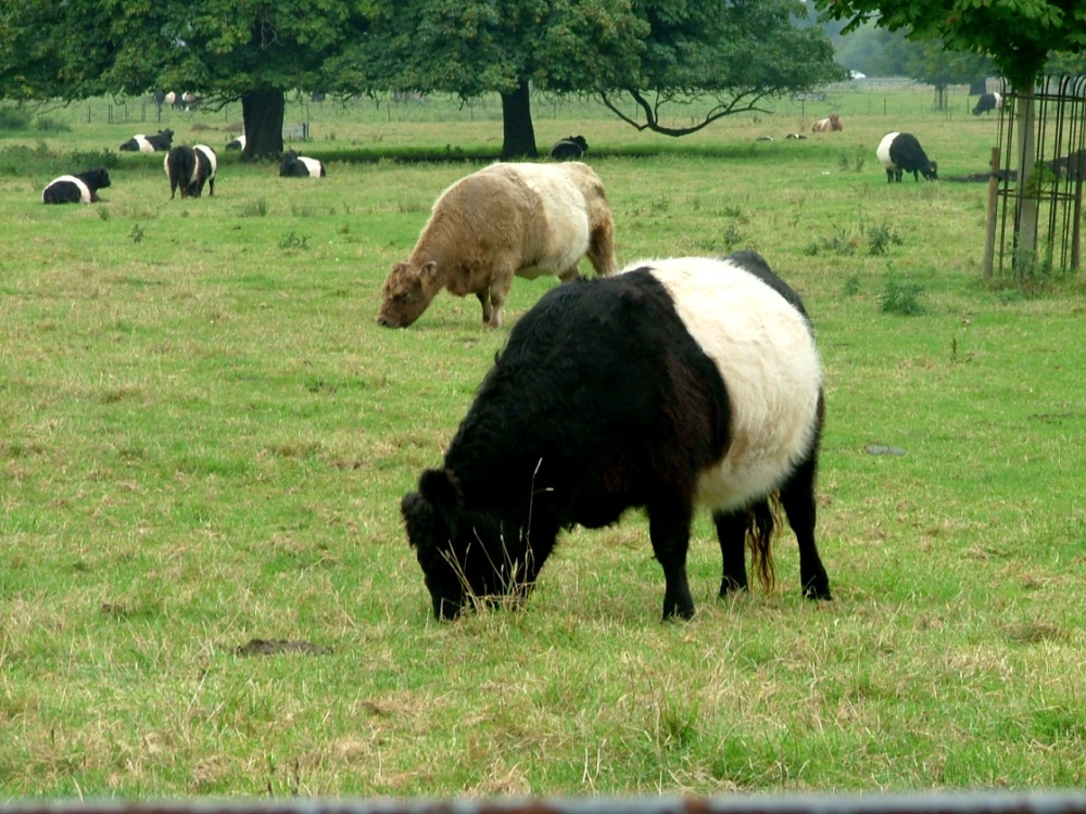 Belted galloways, Boxmoor trustlands, Hemel Hempstead.