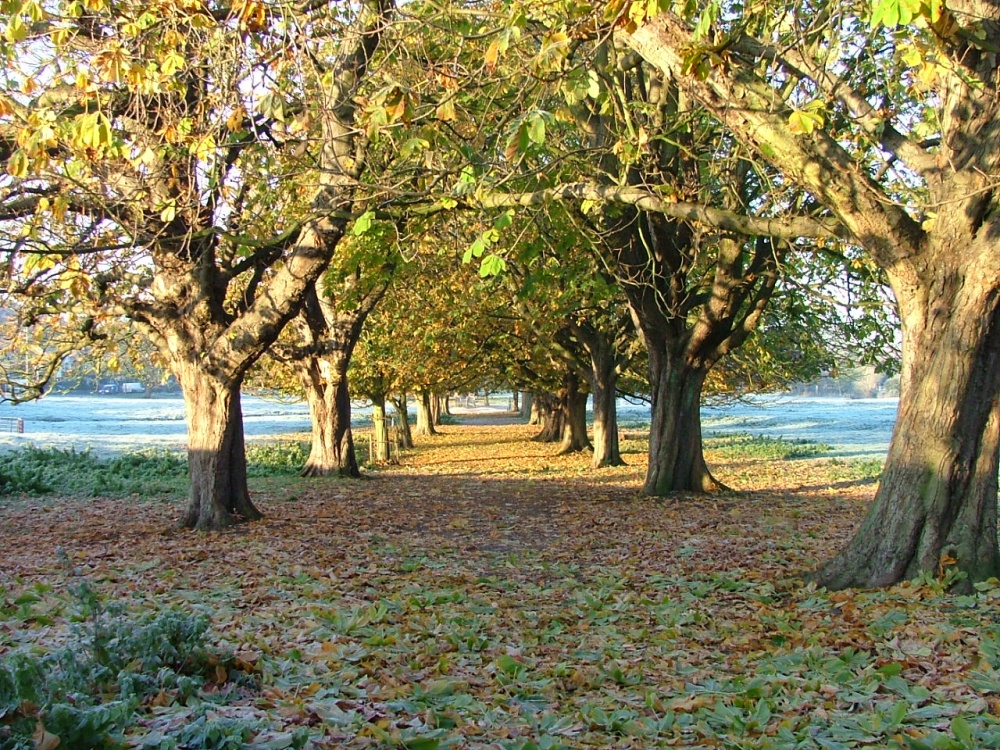 Chestnut walk, Boxmoor trustlands, Hemel Hempstead.