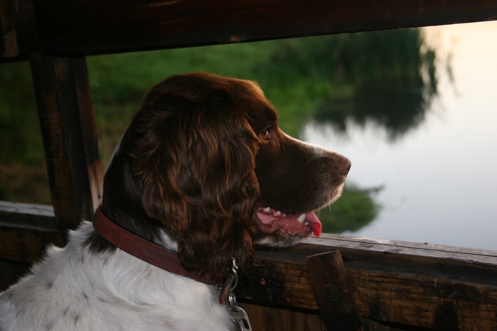 WATCHING THE BIRDIE 
In hide on Sprotbrough Flash 
DONCASTER 
SOUTH YORKSHIRE