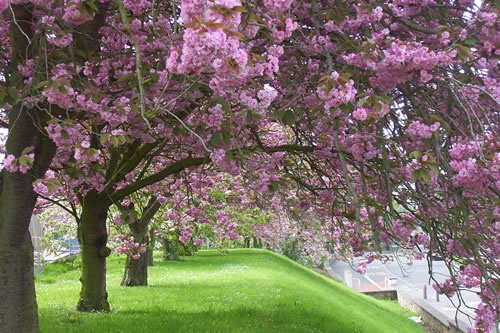 Canterbury in the spring. Kent