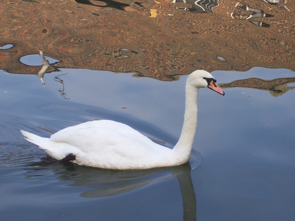 Mute Swan - Grand Union Canal. Alperton, Greater London