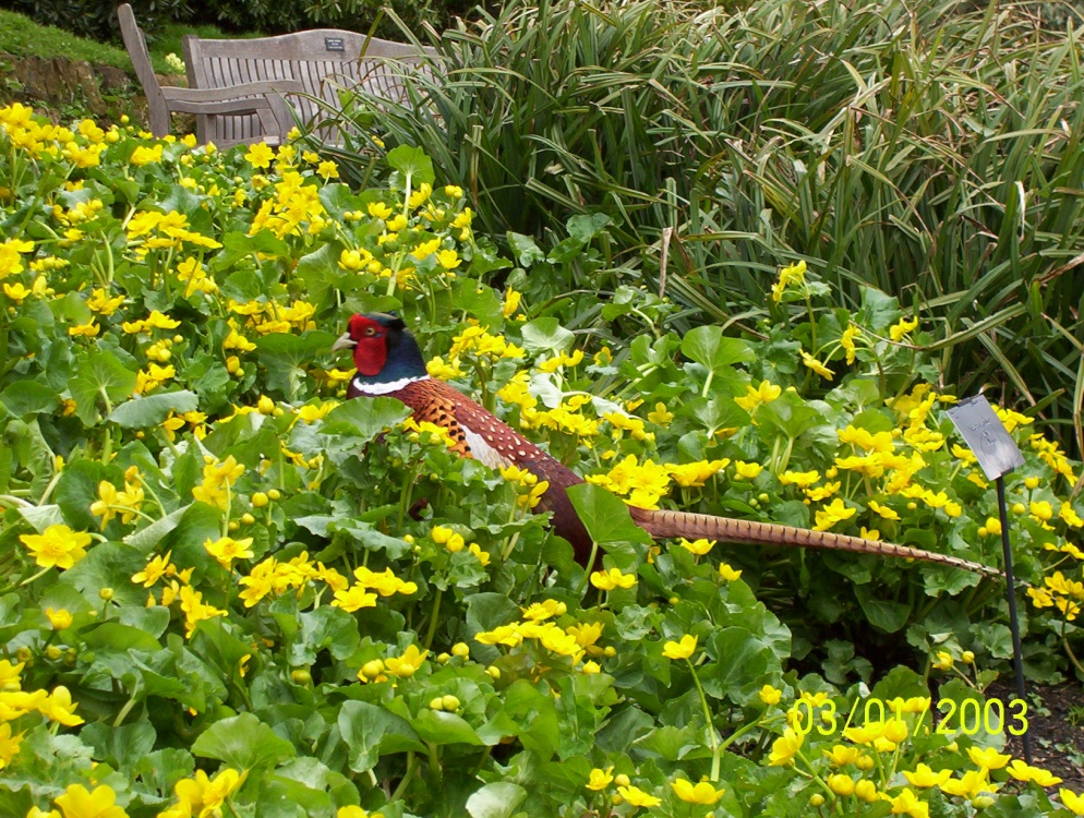 A pheasant at Wakehurst Place, West Sussex