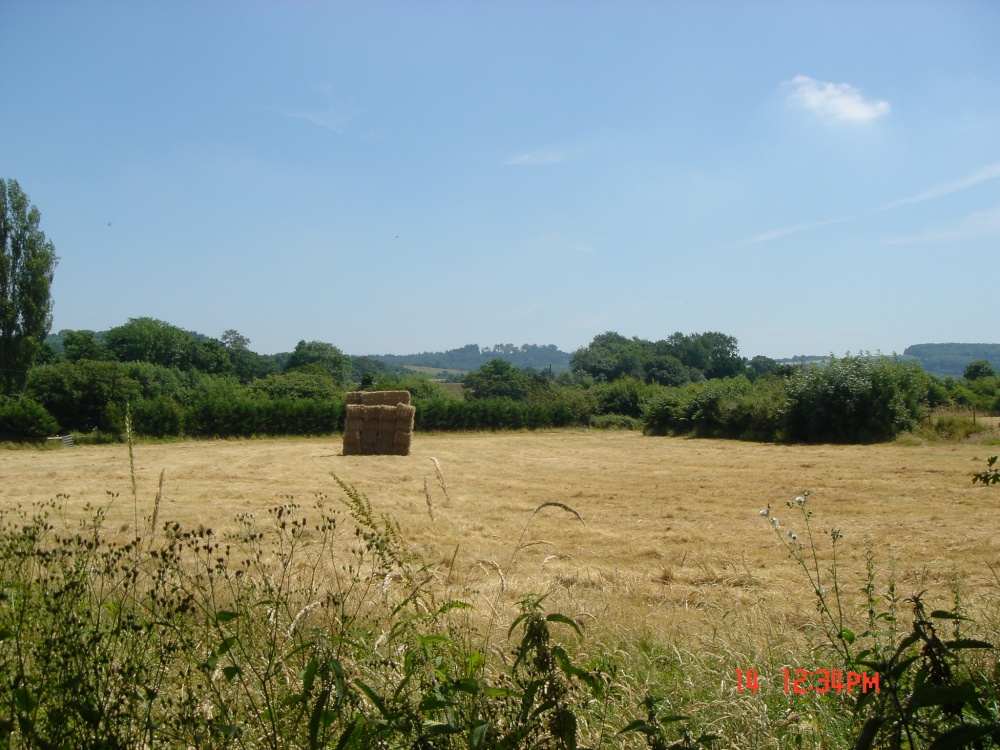 Summertime! East Knoyle, Wiltshire.