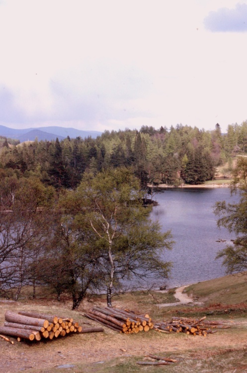 Logging at Tarn Hows near Coniston, Cumbria.