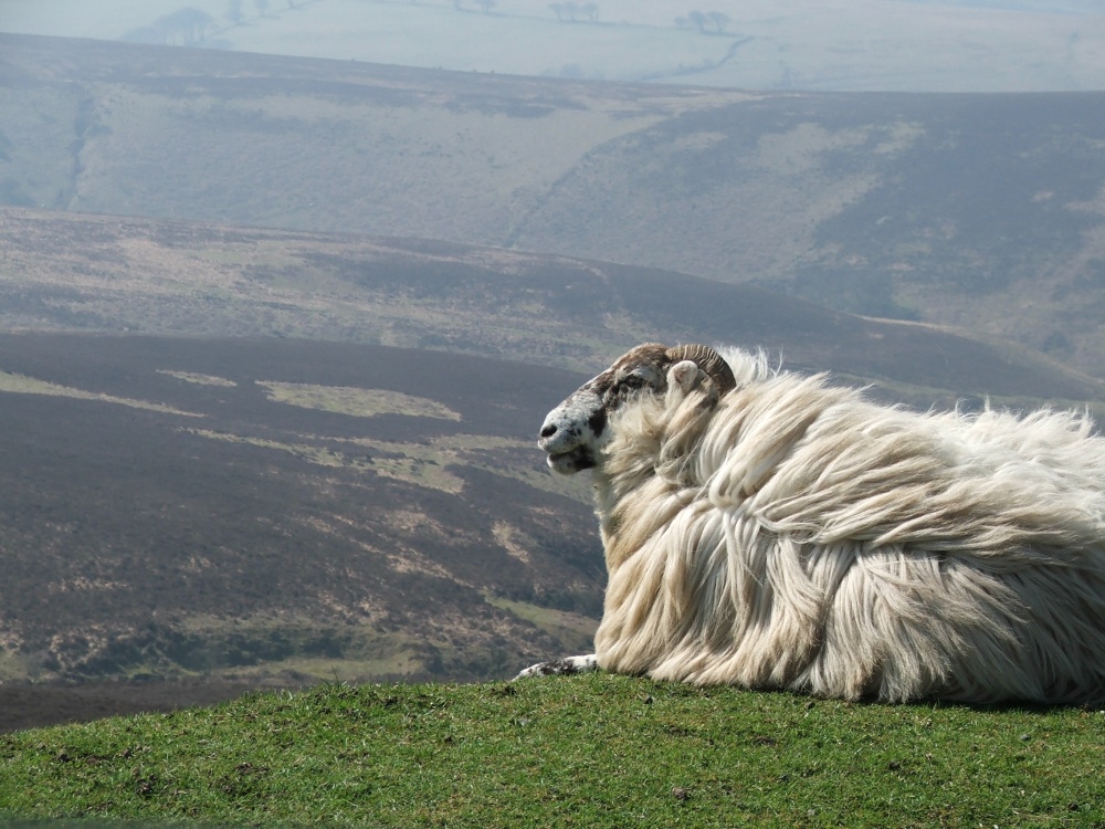 Picture of Ram on Exmoor