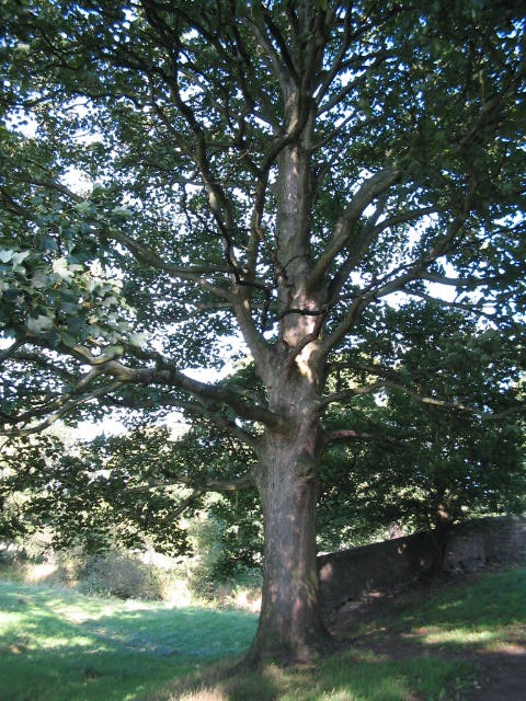 Bishops Park,Bishop Auckland,Durham