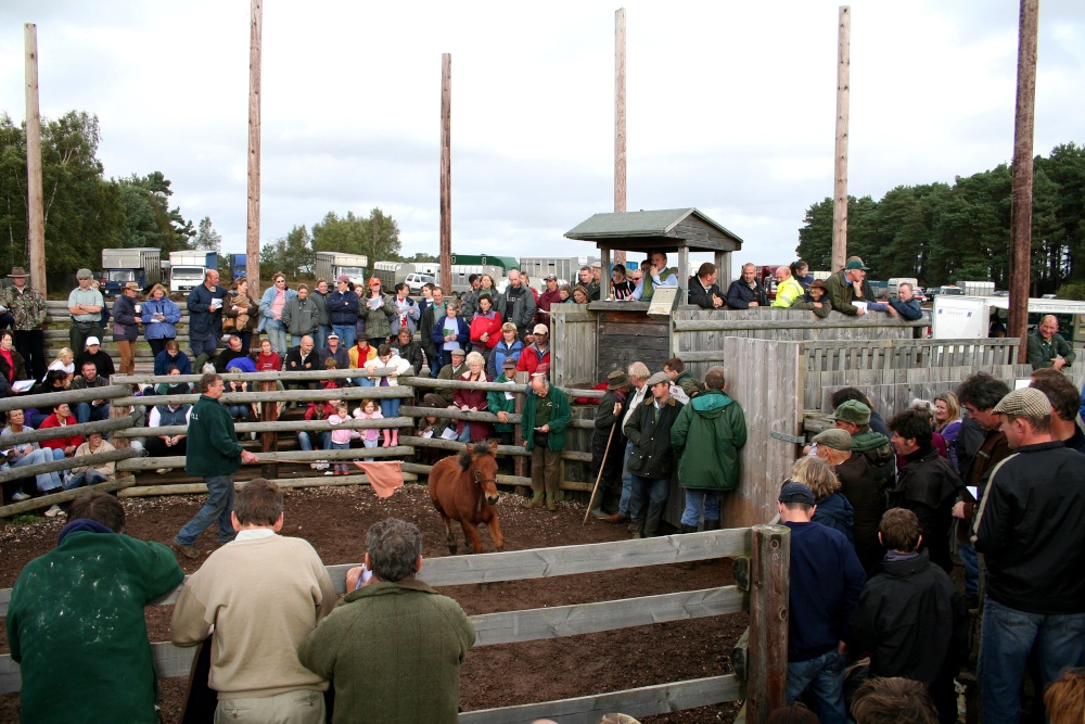 Beaulieu Road Pony Sales, New Forest, Hampshire