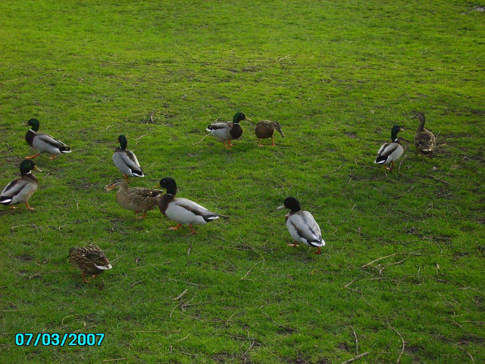 Ducks in Kings Park in Retford, Nottinghamshire