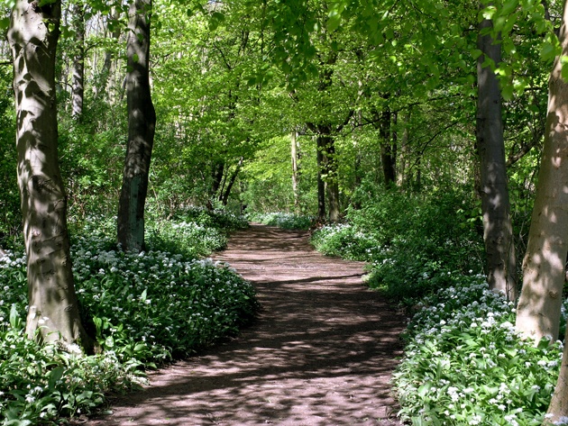 Dappled light at Wauldby woods, East Yorkshire