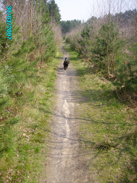 A good walking place in Clumber Park in Nottinghamshire.