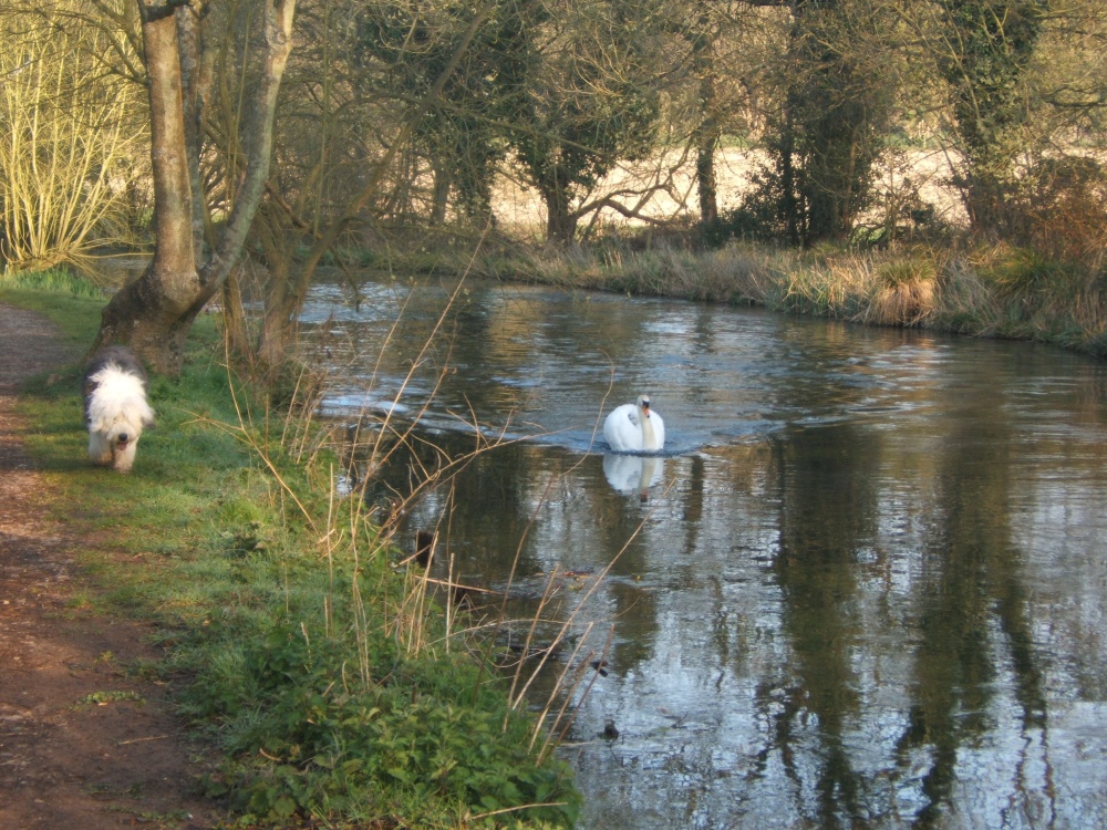 Swan on the river Arle in Alresford, Hampshire, easter sunday