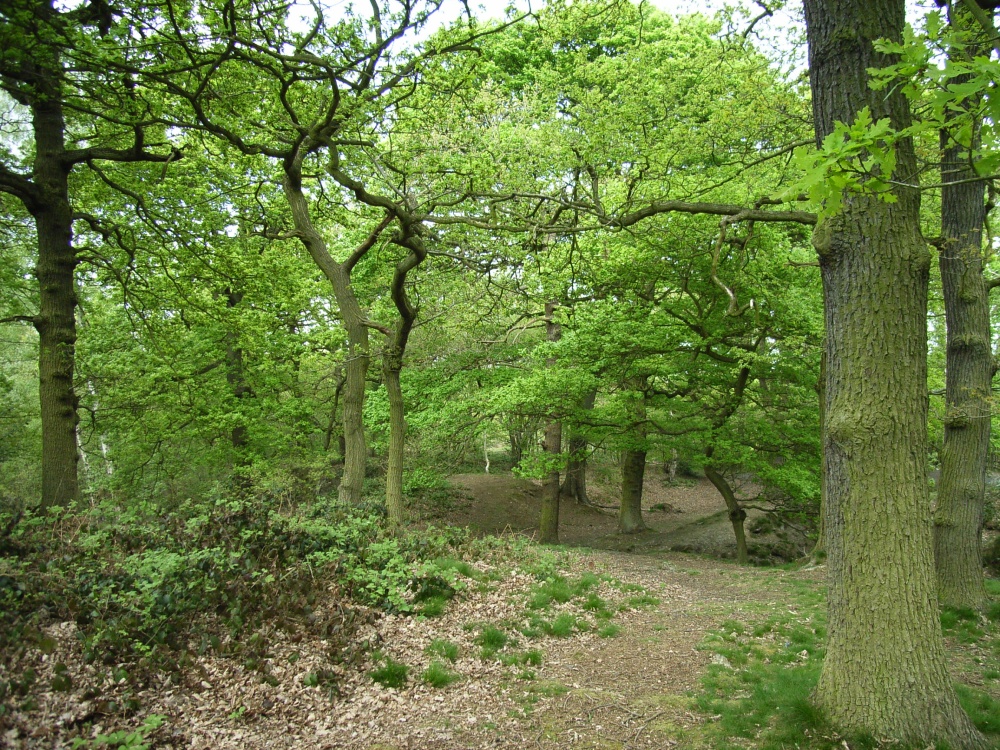 Swithland Woods, Leicestershire