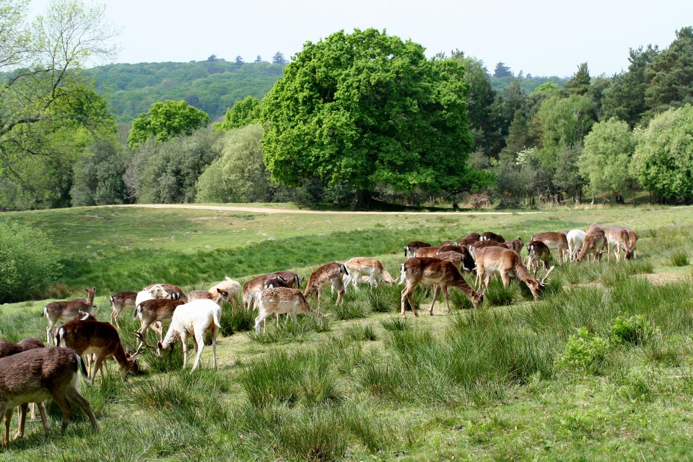 Deer, Bolderwood, Hampshire