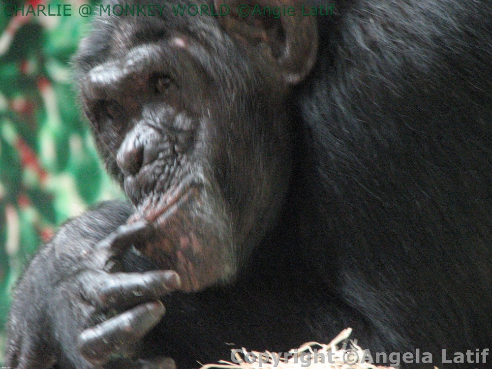 A picture of Monkey World Ape Rescue Centre