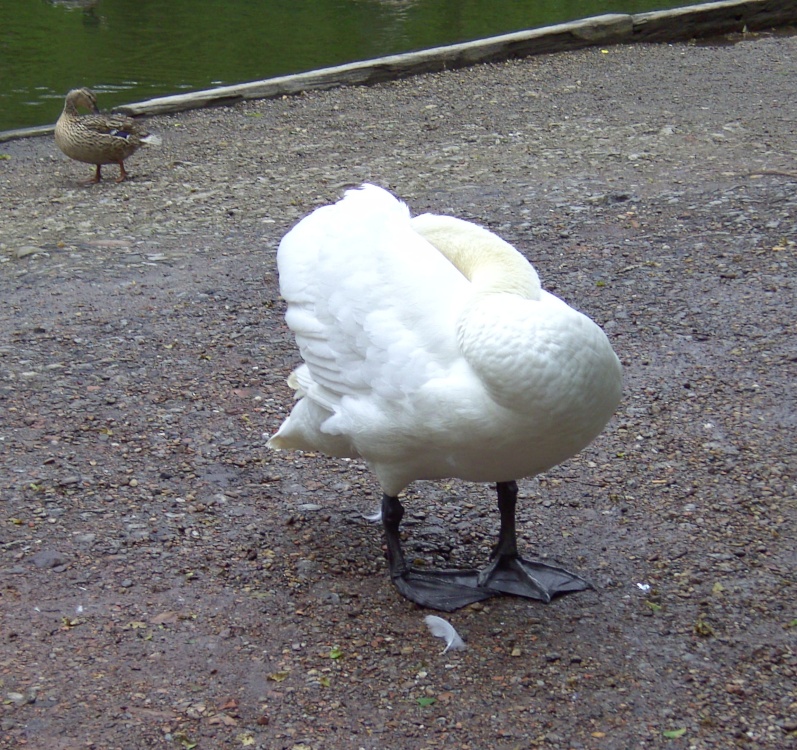 This plan of Clumber Park in Nottinghamshire a National Trust property. A swan having a deep preen