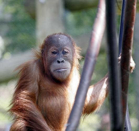 A picture of Monkey World Ape Rescue Centre