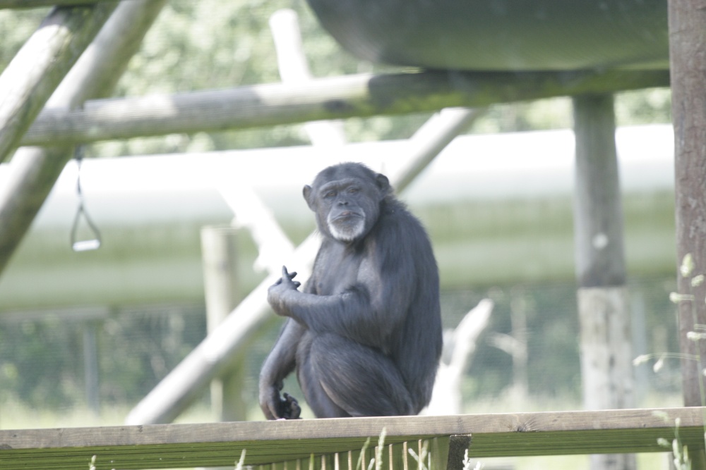 A picture of Monkey World Ape Rescue Centre