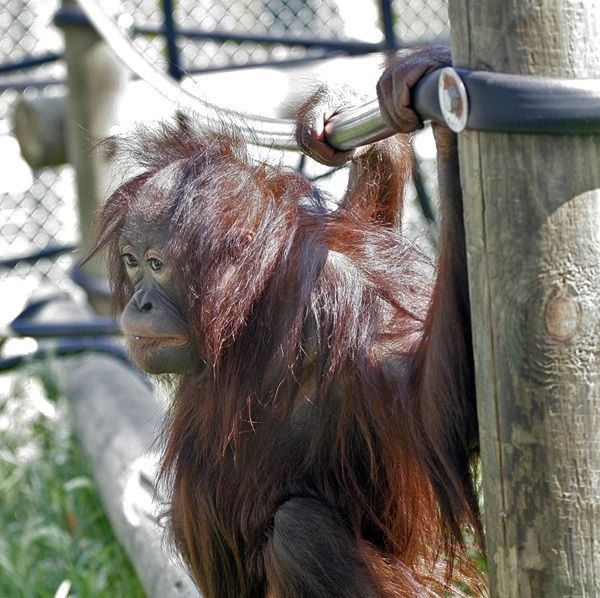 A picture of Monkey World Ape Rescue Centre