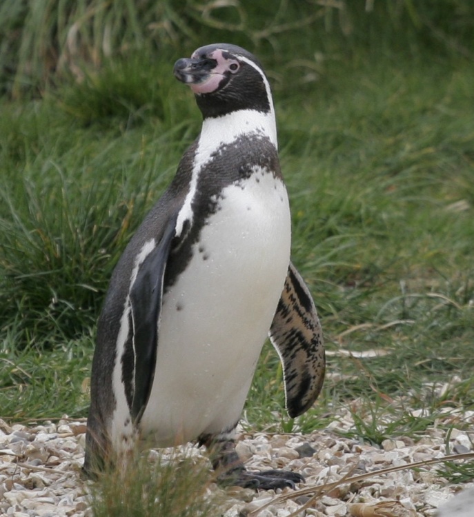 A picture of Chester Zoo