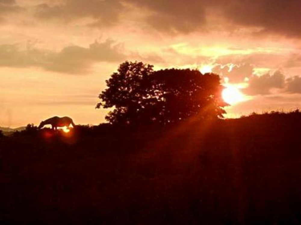 Sunset Over A Horse