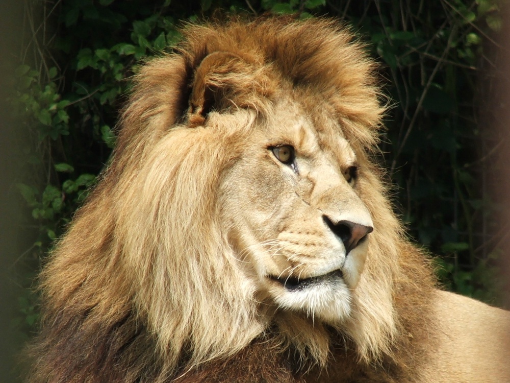 Port Lympne Wild Animal Park, Hythe, Kent photo by Graham Willetts