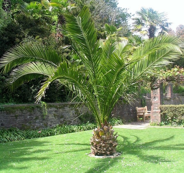 Overbeck's Gardens, Salcombe, Devon