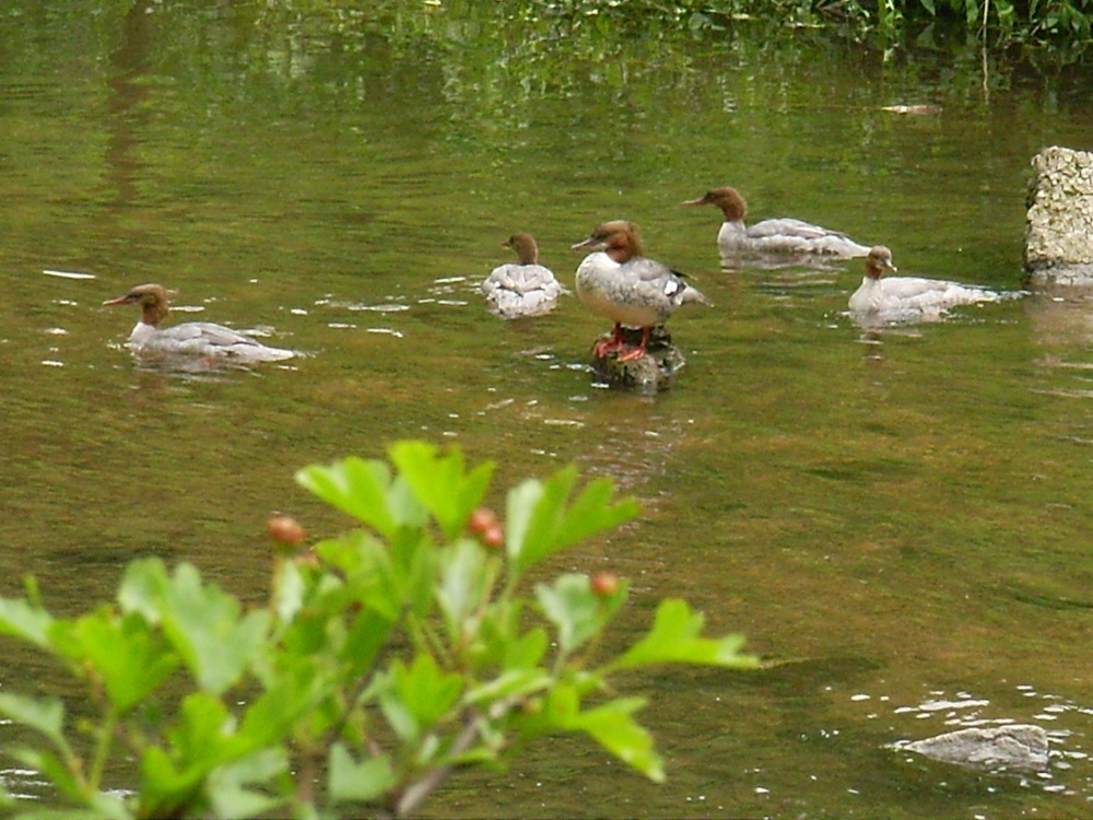 Unknown Ducks on the River Wye - The Peak District