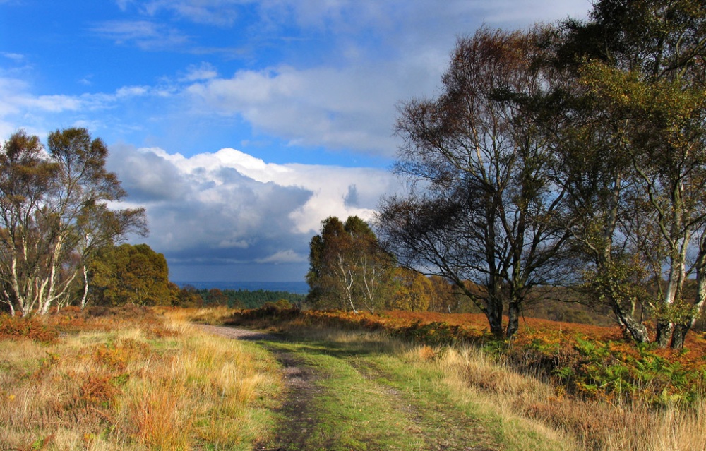 Cannock Chase Country Park, Staffordshire