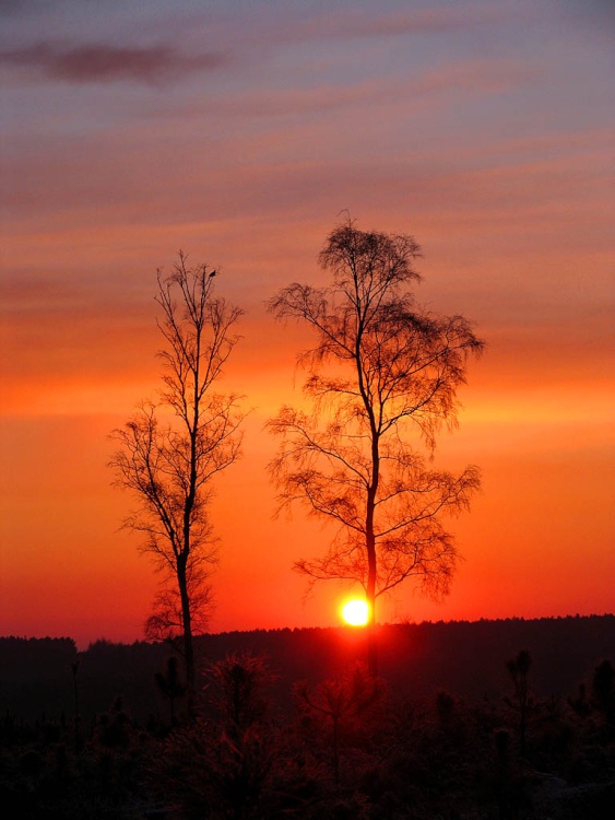 Cannock Chase Country Park, Staffordshire