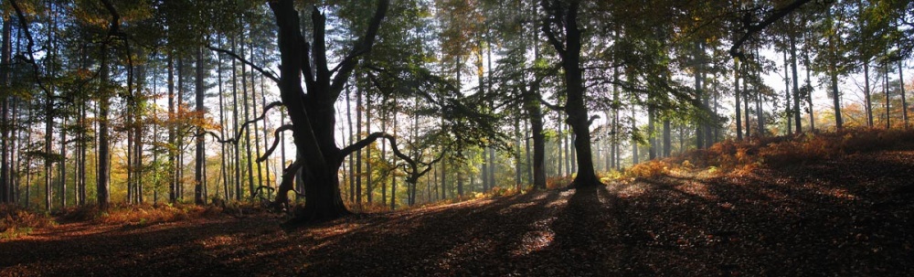 Autumn Panorama, Cannock Chase