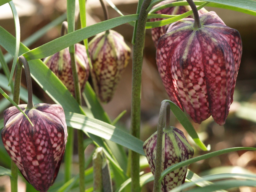 Rare Snake's Head Fritillaries, Steeple Claydon, Buckinghamshire