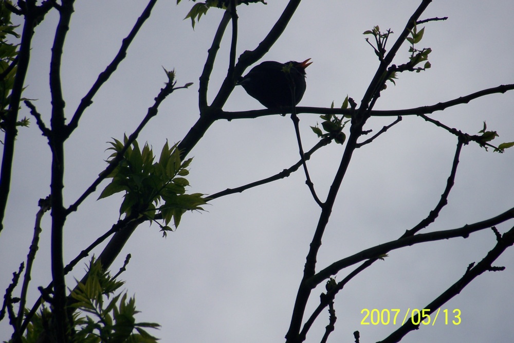 Song bird in tree at Flatford Mill