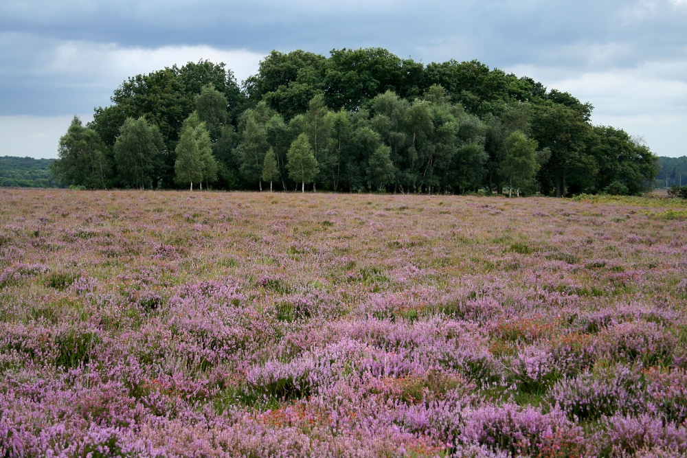 New Forest