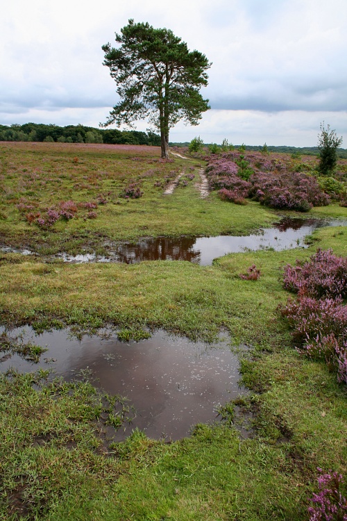 New Forest