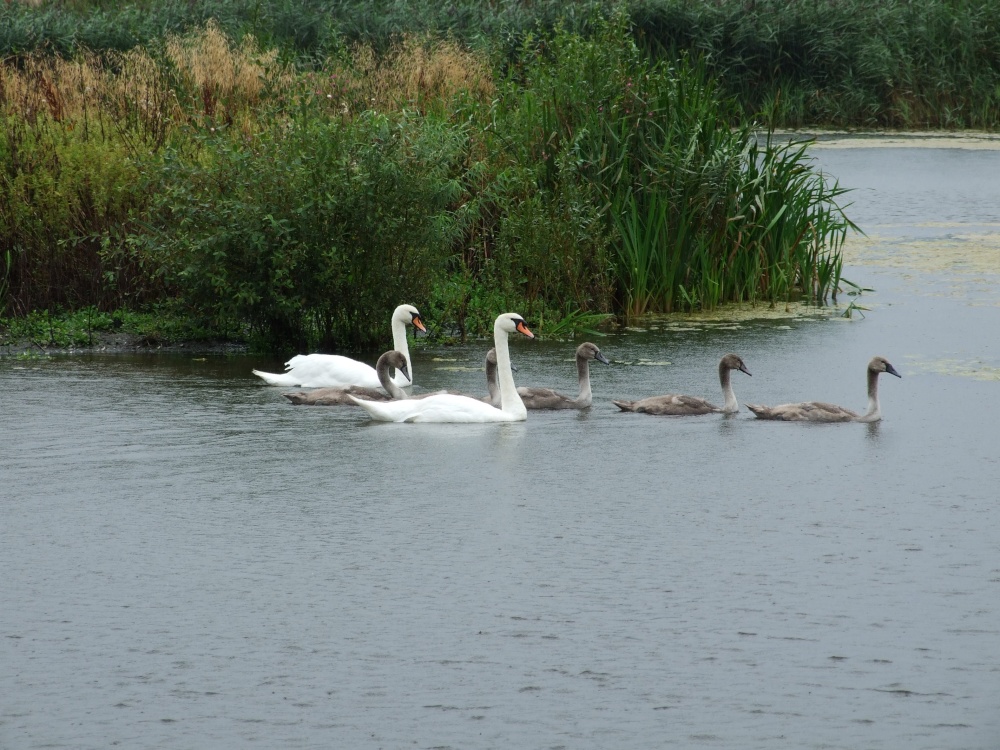 Cossington Meadows, Leicestershire