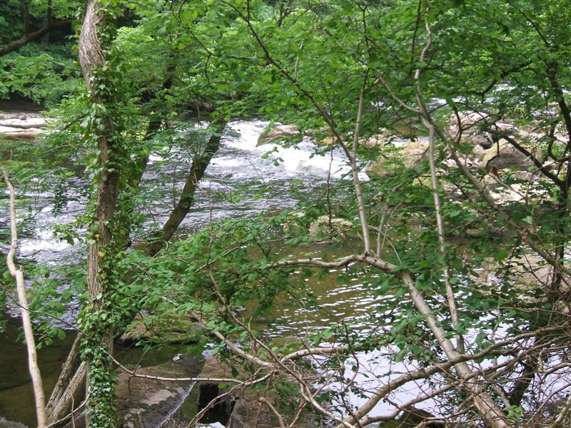 River Ure, Magdalen Wood, Grewelthorpe, North Yorkshire