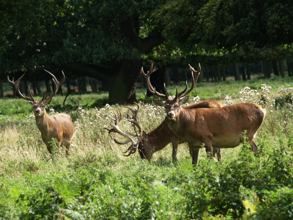 Normanby Hall Country Park