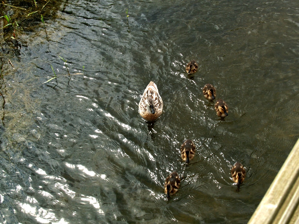 Mum and babies at Waters Edge Country Park photo by Rogeruk