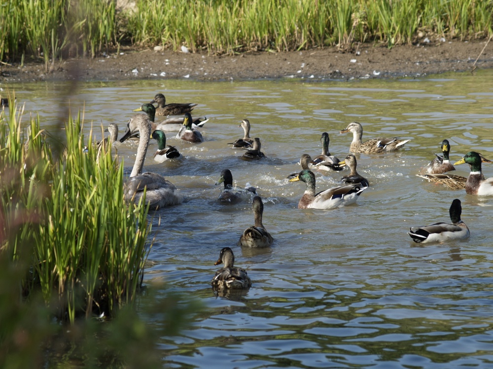 Waters Edge Wild Fowl photo by Rogeruk