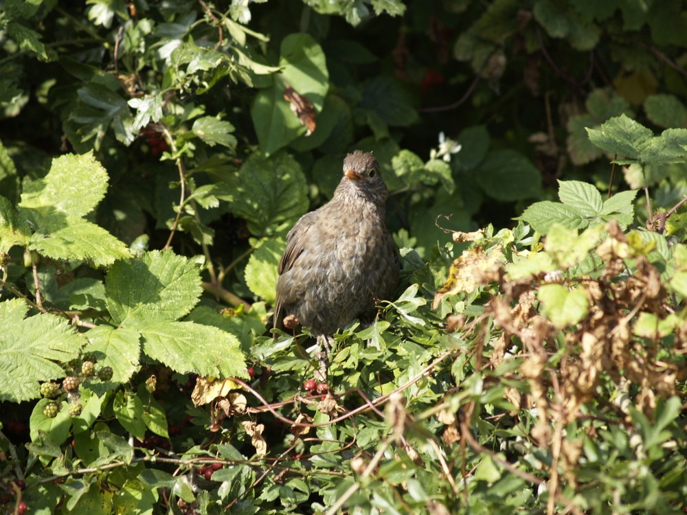 Young Blackbird at Waters Edge Country Park