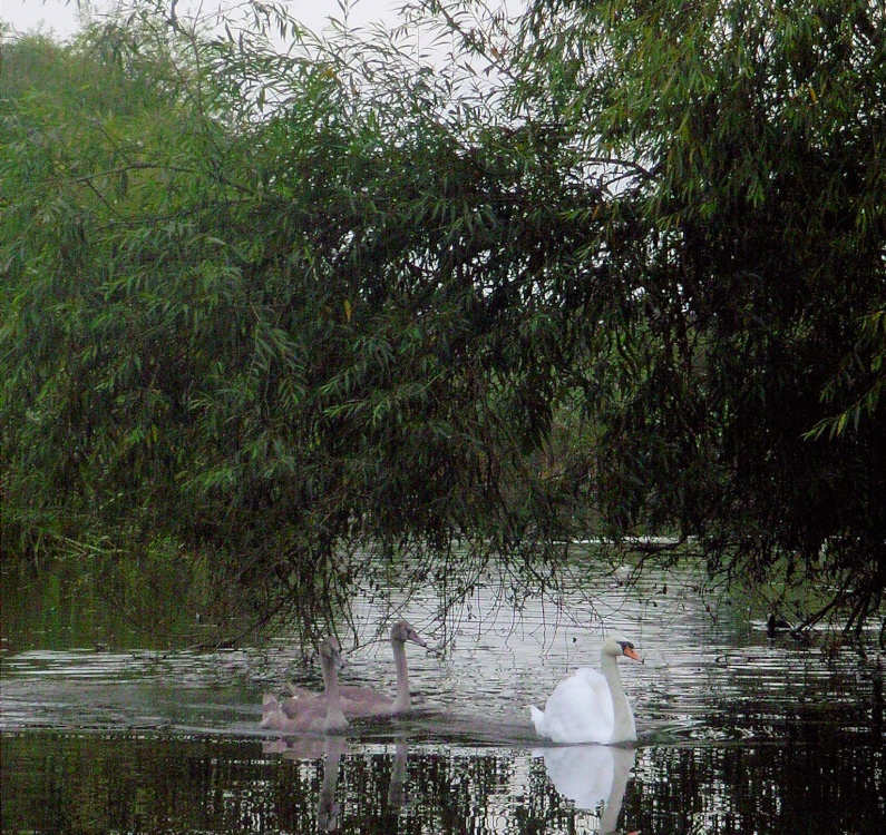 Photograph of Swans on the Grantham Canal, West Bridgford, Nottinghamshire