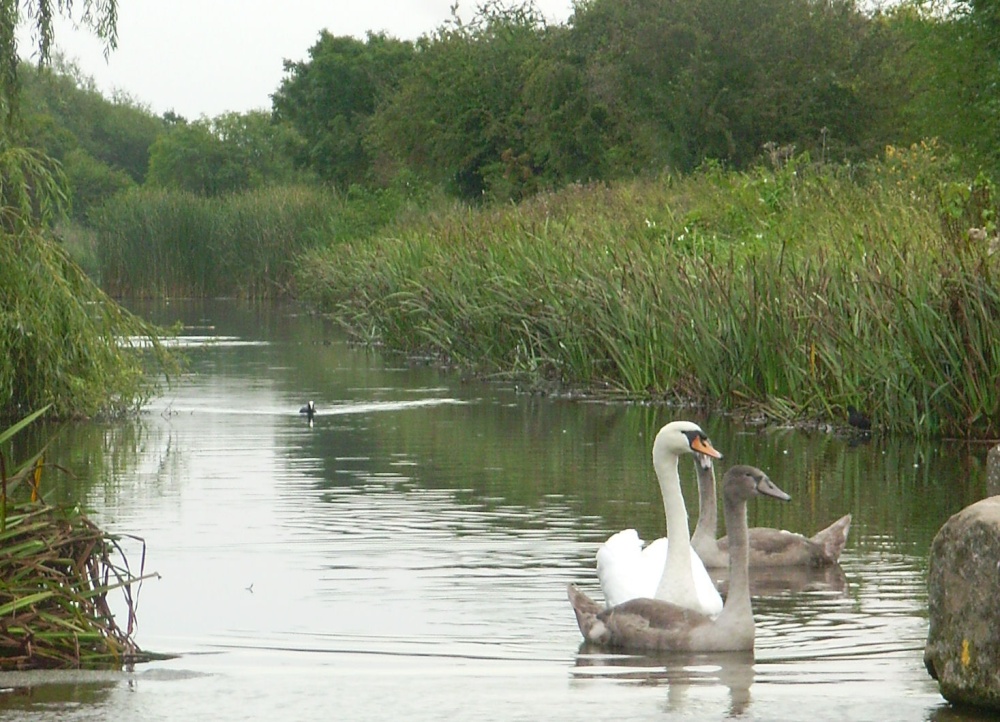 Photograph of Swans on Grantham Canal in September at West Bridgford, Nottinghamshire
